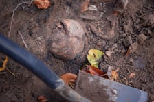 W Ogrodzie Botaniczym odznaleziono na pozostałości dawnego cmentarza