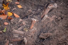 W Ogrodzie Botaniczym odznaleziono na pozostałości dawnego cmentarza