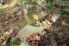 <p>Cmentarz ewangelicki w Grabownicy - w środku pola, w niewielkim zagajniku</p>