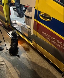 Suczka uratowała swojego pana – wzruszająca historia!