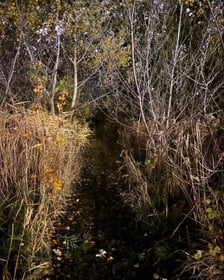 Suczka uratowała swojego pana – wzruszająca historia!