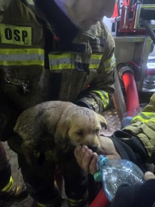 Akcja ratunkowa strażaków