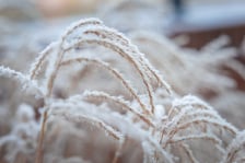 Mroźny dzień we Wrocławiu - 09.01.2026 r.