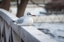 Mroźny dzień we Wrocławiu - 09.01.2026 r.