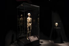 <p>Relacja z wystawy Body Worlds w IASE</p>