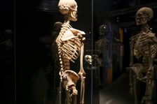 <p>Relacja z wystawy Body Worlds w IASE</p>