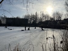 Zamarznięty staw przy ul. Głównej we Wrocławiu, 1 luty 2026 r.