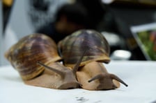 Targi Zooegzotyka w Hali Orbita