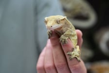 Targi Zooegzotyka w Hali Orbita