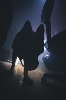 <p>Szkolenie mundurowych przewodnik&oacute;w i ich ps&oacute;w służbowych z ZK1 przy Kleczkowskiej</p>