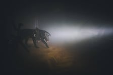 <p>Szkolenie mundurowych przewodnik&oacute;w i ich ps&oacute;w służbowych z ZK1 przy Kleczkowskiej</p>