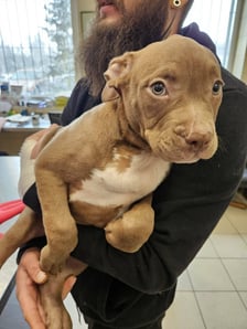 <p>Piesek był wylękniony i miał problemy ze wstawaniem</p>