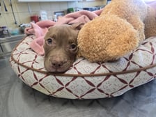 <p>Lulu odpoczęła w schronisku i trafiła do domu tymczasowego</p>