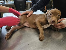 <p>Plac&oacute;wka szybko zajęła się diagnozowaniem obrażeń pieska</p>