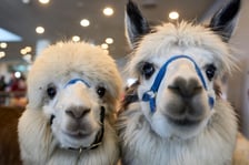 Dolnośląskie Targi Zoologiczne na Tarczyński Arena Wrocław