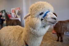 Dolnośląskie Targi Zoologiczne na Tarczyński Arena Wrocław