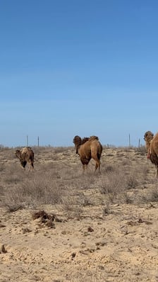 <p>Wyprawa "Z Ziemi Tajskiej do Polski" - Kazachstan</p>