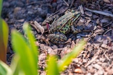 <p>Spacer po Ogrodzie Botanicznym we Wrocławiu - Wielkanoc 2026</p>