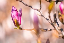 <p>Spacer po Ogrodzie Botanicznym we Wrocławiu - Wielkanoc 2026</p>