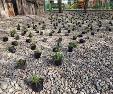 Nasadzenia na skwerach przy ul. Wandy oraz Na Szańcach