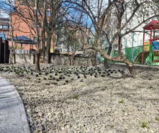 Nasadzenia na skwerach przy ul. Wandy oraz Na Szańcach