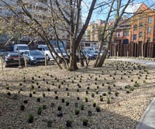 Nasadzenia na skwerach przy ul. Wandy oraz Na Szańcach