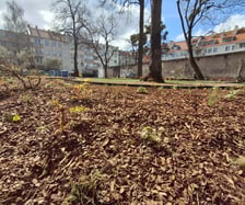Nasadzenia na skwerach przy ul. Wandy oraz Na Szańcach