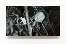 <p><span style="font-family: ClioLight-Light; font-size: 16px;">Małgorzata Pawlak, Mutacja 6 Lustro, 2025, 25x45 cm, olej na pł&oacute;tnie</span></p>