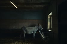 Kadr z filmu "IO" Jerzego Skolimowskiego, w którym zagrał m.in. osiołek z Dolnego Śląska