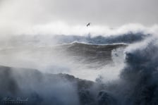 "Potęga żywiołów". Zdjęcie Mateusza nagrodzone w konkursie Wildlife Photographer of the Year