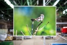 Wystawa fotografii wielkoformatowych Mieczysława Michalaka pod tytułem Ptaki