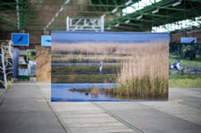 Wystawa fotografii wielkoformatowych Mieczysława Michalaka pod tytułem Ptaki