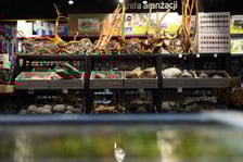 Trzmiel, sklep akwarystyczny na Nowym Dworze we Wrocławiu