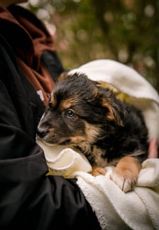 <p>Jeden ze szczeniak&oacute;w uratowanych przez Grupę RATUJ i czekających na adopcję w azylu stowarzyszenia</p>
