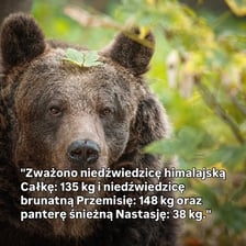 Fragment z raportów przygotowywanych we wrocławskim zoo