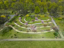 <p>Aleja Sakur w Parku Szczytnickim. Zdjęcie z drona</p>