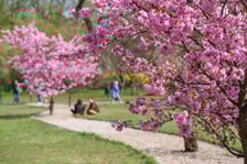 Aleja Sakur w Parku Szczytnickim