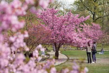 Aleja Sakur w Parku Szczytnickim