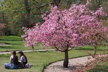 Aleja Sakur w Parku Szczytnickim