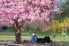 Aleja Sakur w Parku Szczytnickim