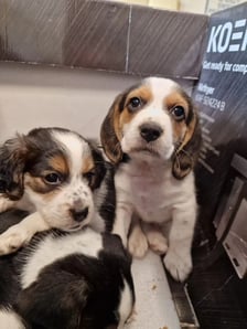 <p>Szczeniaki ze Schroniska dla Bezdomnych Zwierząt we Wrocławiu</p>