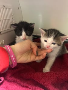 <p>Młode koty ze Schroniska dla Bezdomnych Zwierząt we Wrocławiu</p>