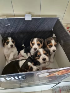 Pięć szczeniaków ze Schroniska dla Bezdomnych Zwierząt we Wrocławiu