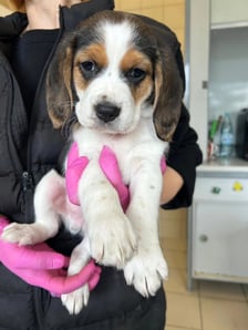 <p>Szczeniak ze Schroniska dla Bezdomnych Zwierząt we Wrocławiu</p>