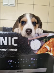 <p>Szczeniak ze Schroniska dla Bezdomnych Zwierząt we Wrocławiu</p>