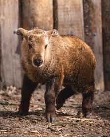 Młody takin złoty, samiczka