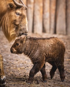 Młody takin złoty, samiczka