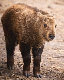 Młody takin złoty, samiczka