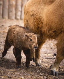 Młody takin złoty, samiczka