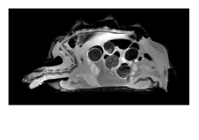 <p>Ż&oacute;łw</p>